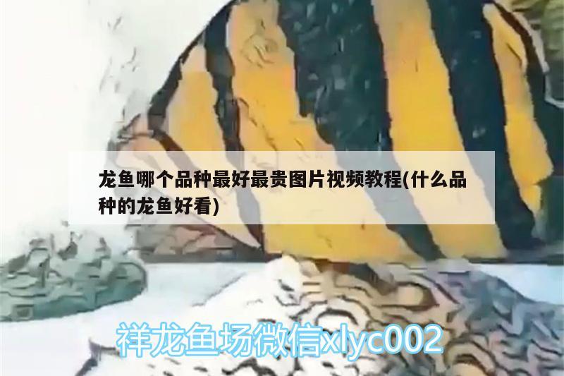 龍魚(yú)哪個(gè)品種最好最貴圖片視頻教程(什么品種的龍魚(yú)好看) 申古三間魚(yú)