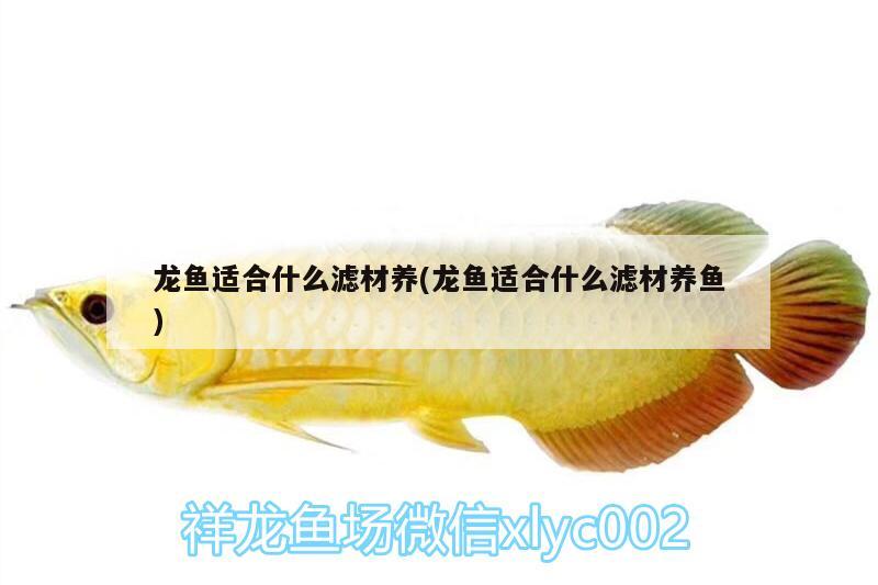 龍魚適合什么濾材養(yǎng)(龍魚適合什么濾材養(yǎng)魚) 錦鯉池魚池建設(shè) 第2張