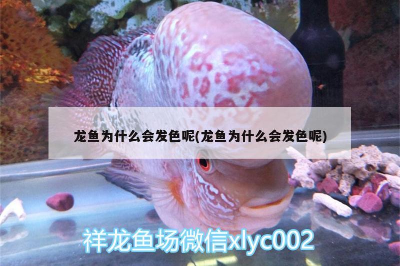 龍魚為什么會發(fā)色呢(龍魚為什么會發(fā)色呢) 觀賞魚飼料