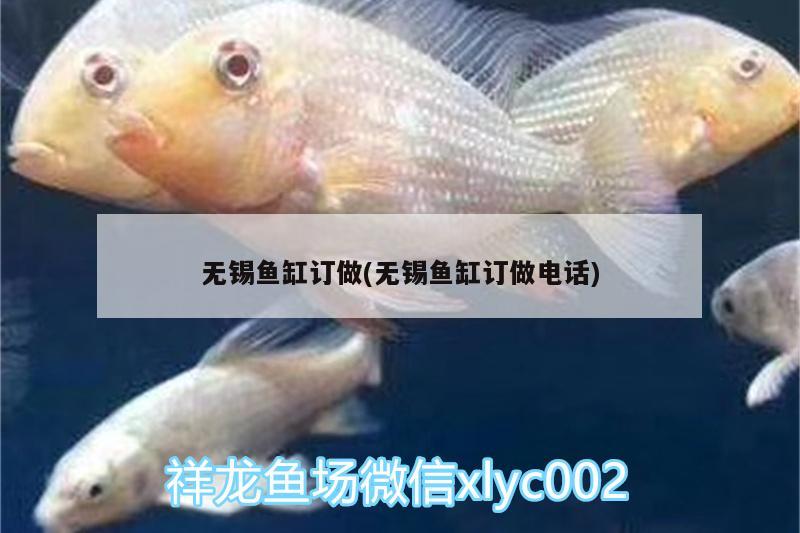 無錫魚缸訂做(無錫魚缸訂做電話) 赤荔鳳冠魚