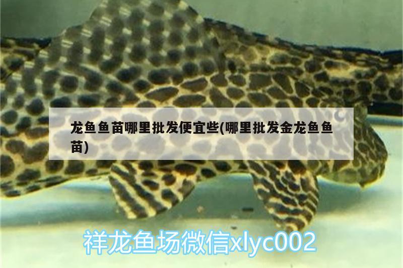 龍魚魚苗哪里批發(fā)便宜些(哪里批發(fā)金龍魚魚苗) 孵化器