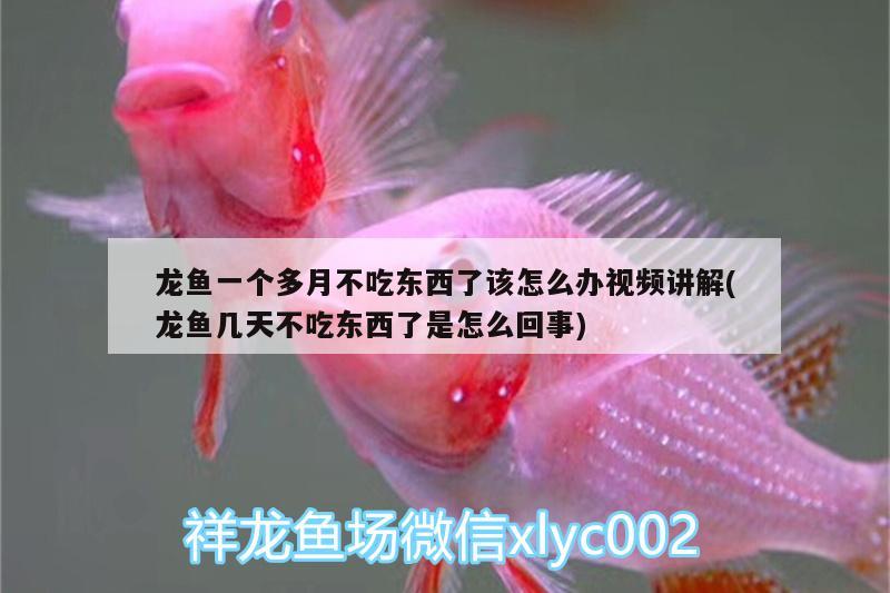 龍魚一個多月不吃東西了該怎么辦視頻講解(龍魚幾天不吃東西了是怎么回事)