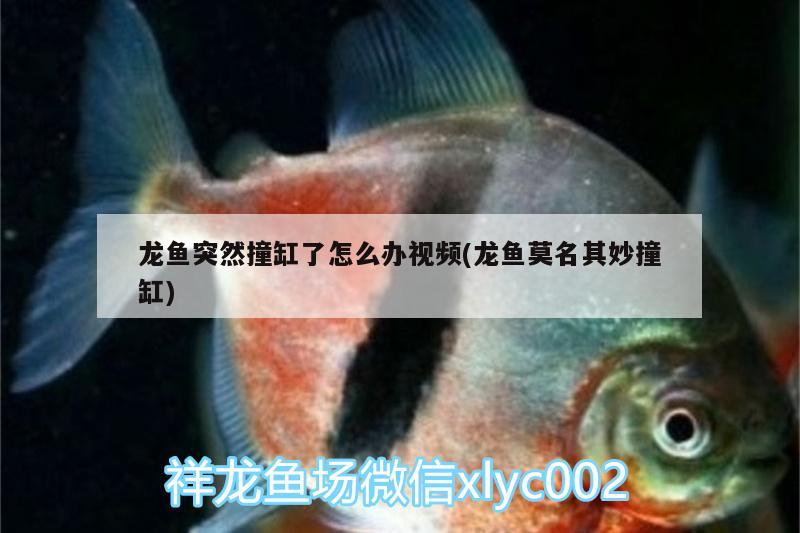 龍魚突然撞缸了怎么辦視頻(龍魚莫名其妙撞缸)