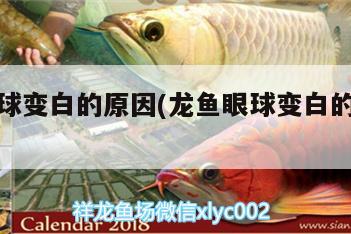 龍魚(yú)眼球變白的原因(龍魚(yú)眼球變白的原因是什么)