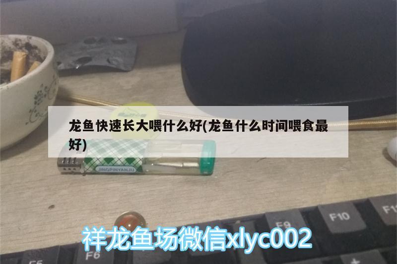 龍魚快速長大喂什么好(龍魚什么時間喂食最好) 小型觀賞魚