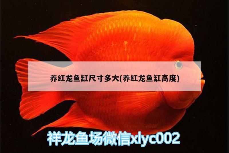 養(yǎng)紅龍魚缸尺寸多大(養(yǎng)紅龍魚缸高度) 肺魚