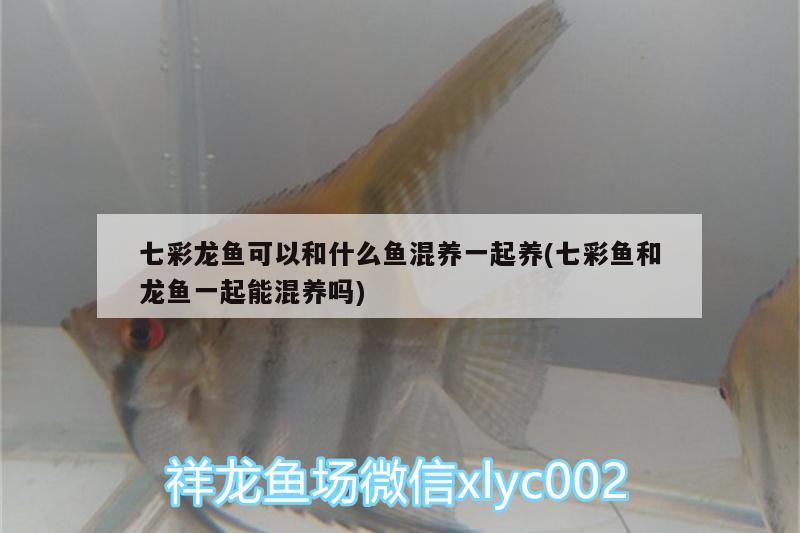 七彩龍魚(yú)可以和什么魚(yú)混養(yǎng)一起養(yǎng)(七彩魚(yú)和龍魚(yú)一起能混養(yǎng)嗎) 過(guò)濾設(shè)備