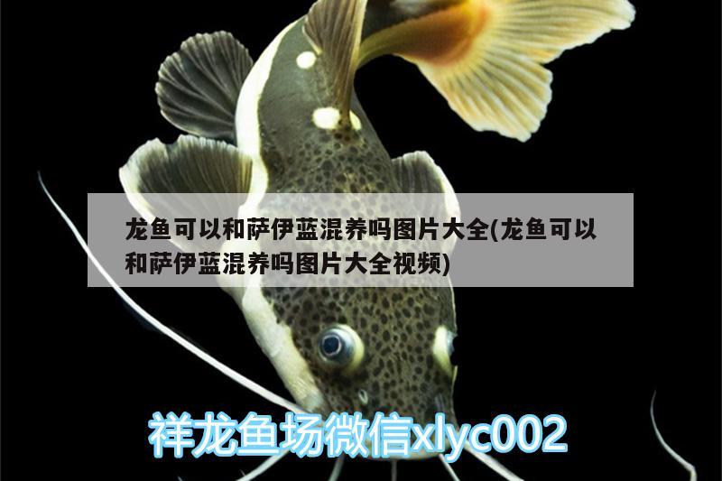 龍魚可以和薩伊藍混養(yǎng)嗎圖片大全(龍魚可以和薩伊藍混養(yǎng)嗎圖片大全視頻)