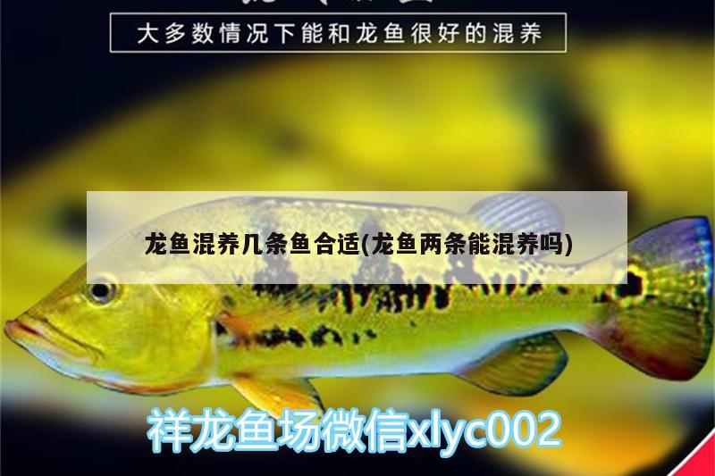 龍魚混養(yǎng)幾條魚合適(龍魚兩條能混養(yǎng)嗎)