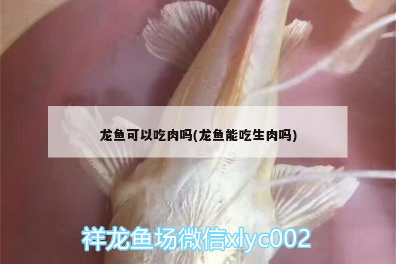 龍魚可以吃肉嗎(龍魚能吃生肉嗎)