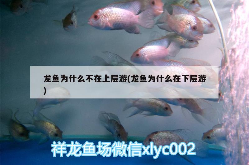 龍魚為什么不在上層游(龍魚為什么在下層游)