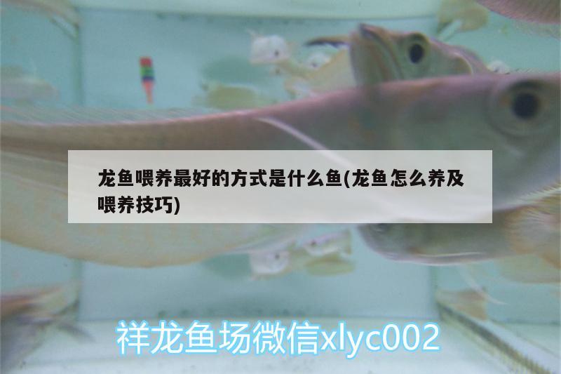 龍魚(yú)喂養(yǎng)最好的方式是什么魚(yú)(龍魚(yú)怎么養(yǎng)及喂養(yǎng)技巧) 大日玉鯖魚(yú)