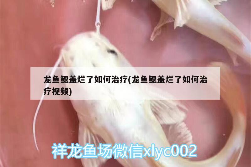 龍魚鰓蓋爛了如何治療(龍魚鰓蓋爛了如何治療視頻)