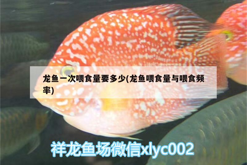 龍魚一次喂食量要多少(龍魚喂食量與喂食頻率)