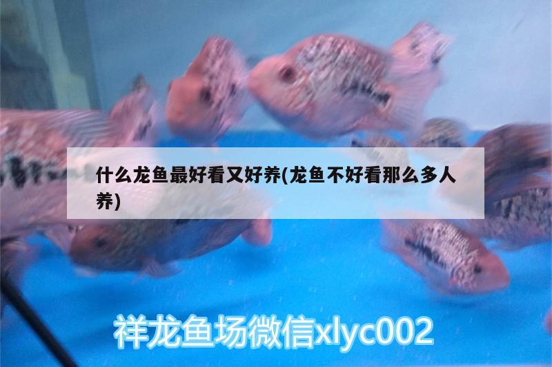 什么龍魚最好看又好養(yǎng)(龍魚不好看那么多人養(yǎng))