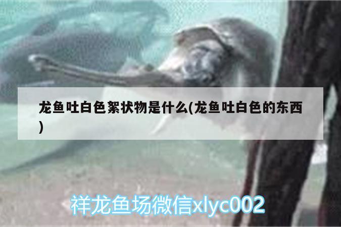 龍魚吐白色絮狀物是什么(龍魚吐白色的東西)