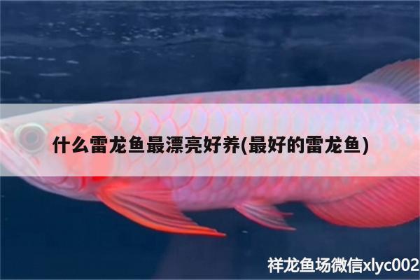 什么雷龍魚最漂亮好養(yǎng)(最好的雷龍魚) 祥龍龍魚專用水族燈