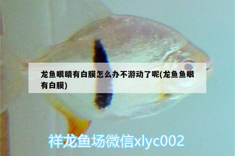 龍魚眼睛有白膜怎么辦不游動了呢(龍魚魚眼有白膜) 赤荔鳳冠魚