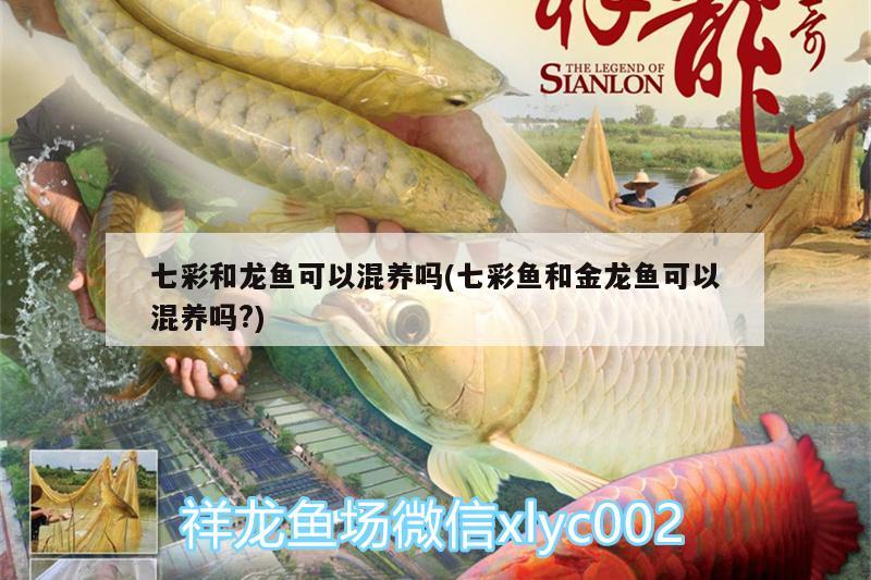 七彩和龍魚可以混養(yǎng)嗎(七彩魚和金龍魚可以混養(yǎng)嗎?)