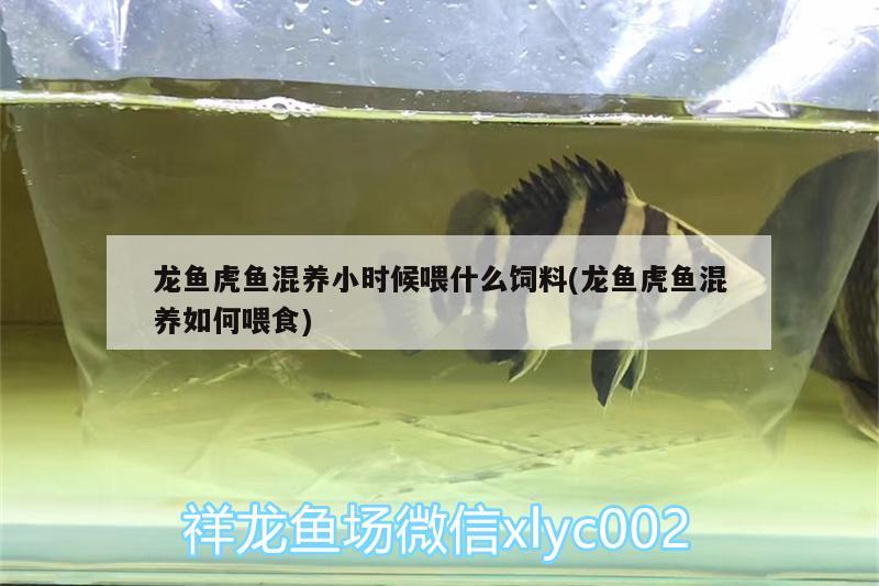 龍魚虎魚混養(yǎng)小時候喂什么飼料(龍魚虎魚混養(yǎng)如何喂食) 虎魚百科