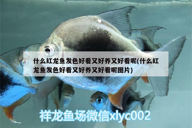 什么紅龍魚發(fā)色好看又好養(yǎng)又好看呢(什么紅龍魚發(fā)色好看又好養(yǎng)又好看呢圖片) 新加坡號半紅龍魚（練手級紅龍魚）