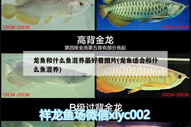 龍魚和什么魚混養(yǎng)最好看圖片(龍魚適合和什么魚混養(yǎng))