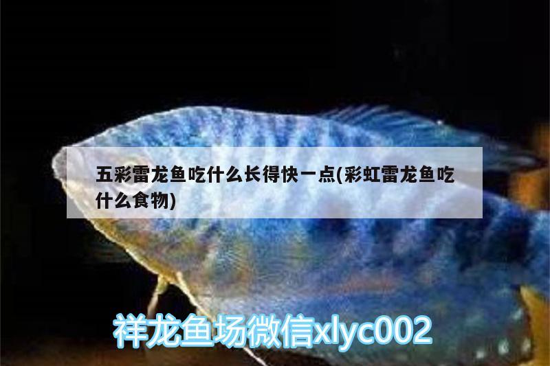 五彩雷龍魚吃什么長得快一點(彩虹雷龍魚吃什么食物)