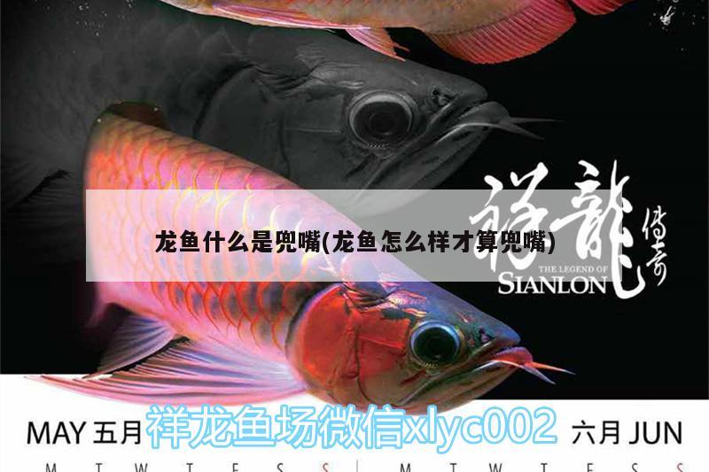 龍魚什么是兜嘴(龍魚怎么樣才算兜嘴) 過濾設(shè)備