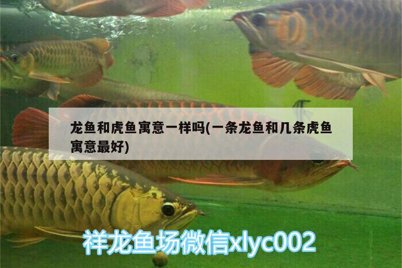 龍魚和虎魚寓意一樣嗎(一條龍魚和幾條虎魚寓意最好)