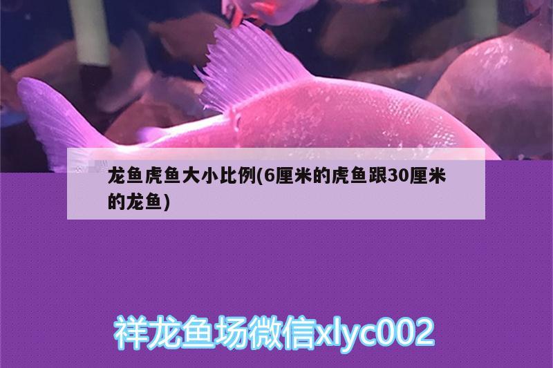 龍魚(yú)虎魚(yú)大小比例(6厘米的虎魚(yú)跟30厘米的龍魚(yú))