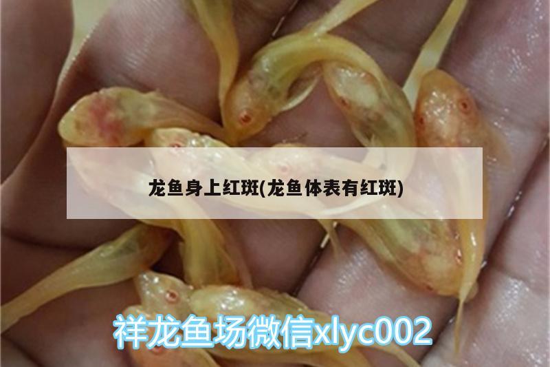 龍魚(yú)身上紅斑(龍魚(yú)體表有紅斑) 帝王迷宮魚(yú)