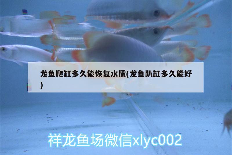 龍魚(yú)爬缸多久能恢復(fù)水質(zhì)(龍魚(yú)趴缸多久能好) 新加坡號(hào)半紅龍魚(yú)（練手級(jí)紅龍魚(yú)）