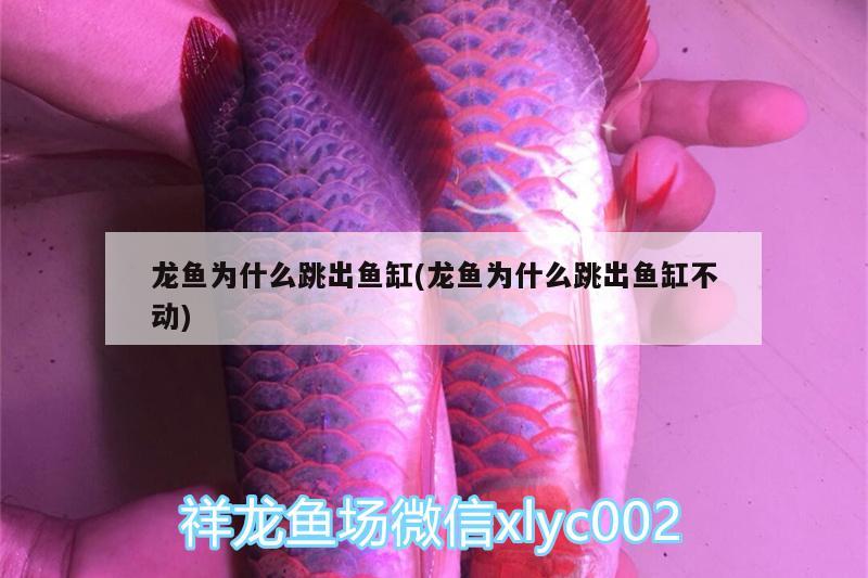 龍魚為什么跳出魚缸(龍魚為什么跳出魚缸不動(dòng)) 馬拉莫寶石魚