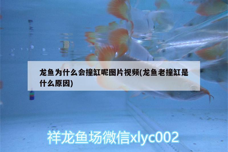 龍魚為什么會(huì)撞缸呢圖片視頻(龍魚老撞缸是什么原因) 水族用品