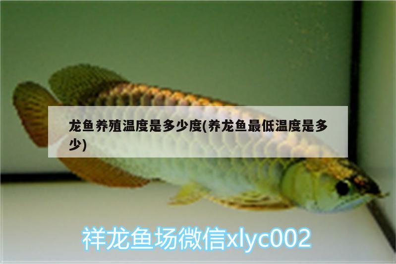 龍魚(yú)養(yǎng)殖溫度是多少度(養(yǎng)龍魚(yú)最低溫度是多少) 藍(lán)底過(guò)背金龍魚(yú)