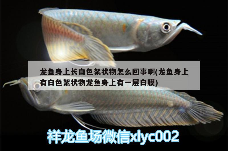 龍魚身上長白色絮狀物怎么回事啊(龍魚身上有白色絮狀物龍魚身上有一層白膜)