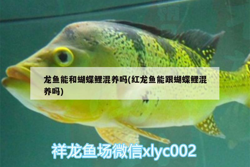 龍魚能和蝴蝶鯉混養(yǎng)嗎(紅龍魚能跟蝴蝶鯉混養(yǎng)嗎) 蝴蝶鯉