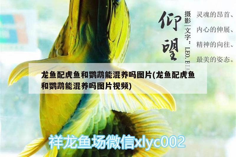 龍魚(yú)配虎魚(yú)和鸚鵡能混養(yǎng)嗎圖片(龍魚(yú)配虎魚(yú)和鸚鵡能混養(yǎng)嗎圖片視頻)