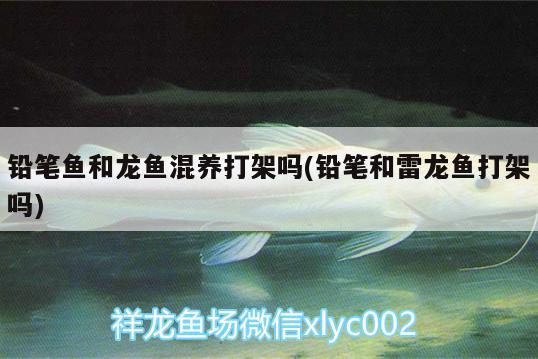 鉛筆魚和龍魚混養(yǎng)打架嗎(鉛筆和雷龍魚打架嗎)