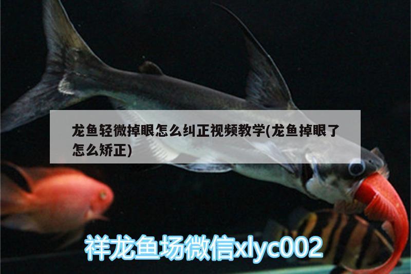 龍魚輕微掉眼怎么糾正視頻教學(xué)(龍魚掉眼了怎么矯正) 財(cái)神鸚鵡魚