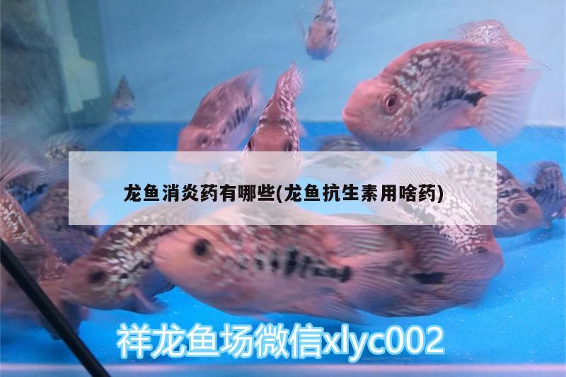 龍魚消炎藥有哪些(龍魚抗生素用啥藥) 觀賞魚飼料