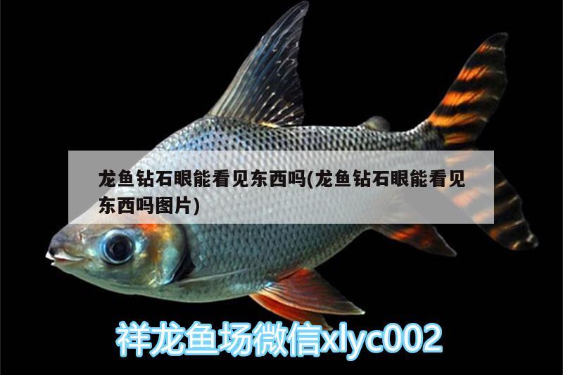 龍魚鉆石眼能看見東西嗎(龍魚鉆石眼能看見東西嗎圖片)