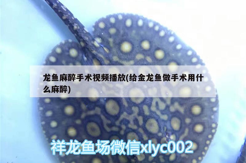 龍魚麻醉手術(shù)視頻播放(給金龍魚做手術(shù)用什么麻醉)