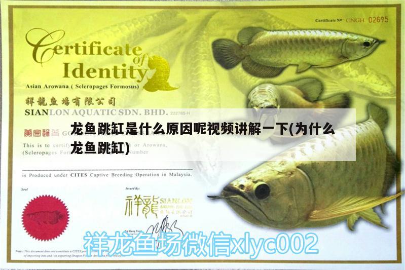 龍魚跳缸是什么原因呢視頻講解一下(為什么龍魚跳缸) 申古三間魚