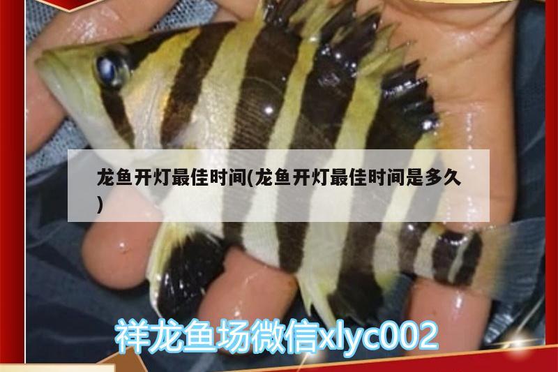 龍魚(yú)開(kāi)燈最佳時(shí)間(龍魚(yú)開(kāi)燈最佳時(shí)間是多久) 印尼虎苗