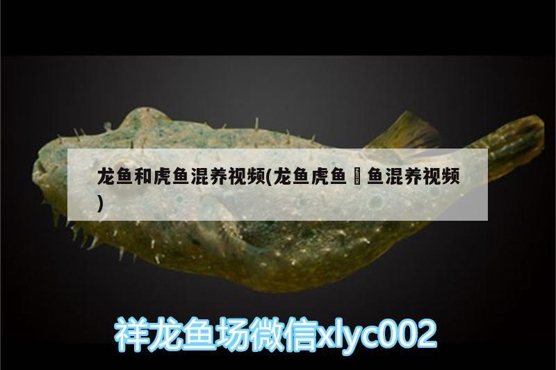 龍魚和虎魚混養(yǎng)視頻(龍魚虎魚魟魚混養(yǎng)視頻)