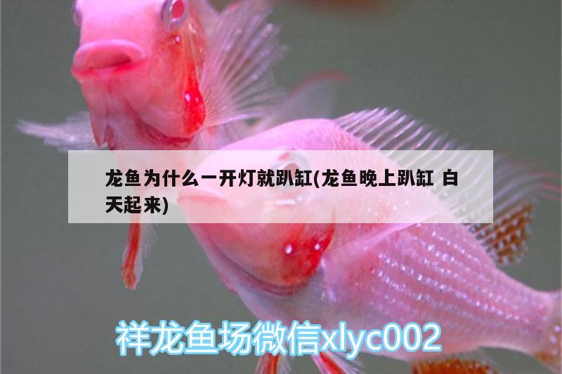 龍魚為什么一開燈就趴缸(龍魚晚上趴缸白天起來) 過背金龍魚