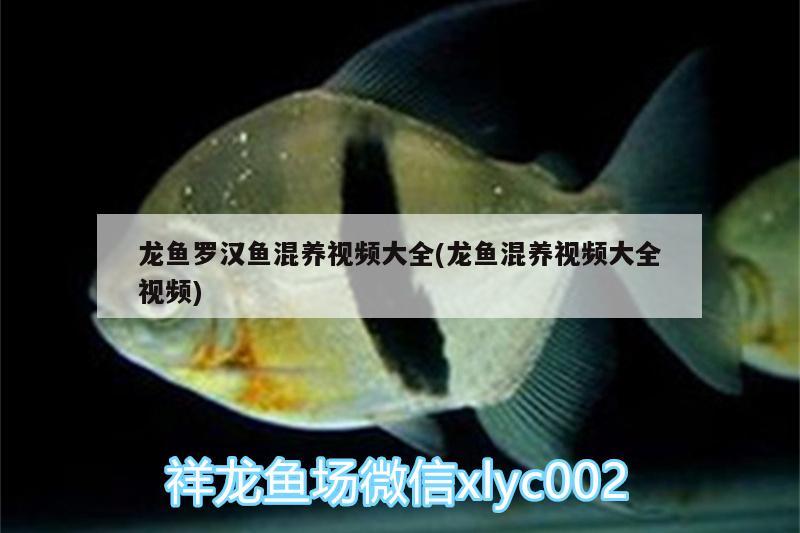 龍魚羅漢魚混養(yǎng)視頻大全(龍魚混養(yǎng)視頻大全視頻)