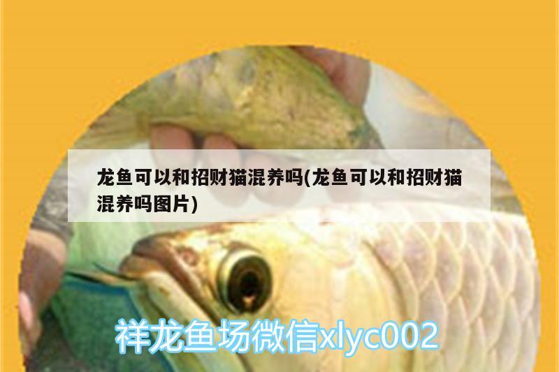 龍魚可以和招財貓混養(yǎng)嗎(龍魚可以和招財貓混養(yǎng)嗎圖片)