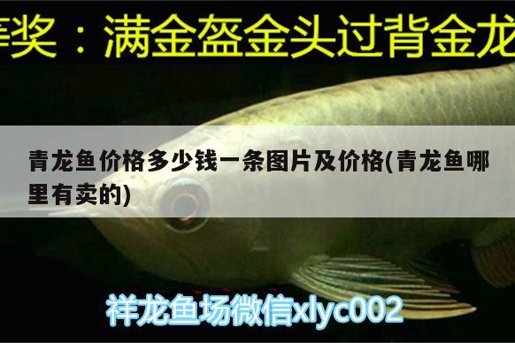 青龍魚(yú)價(jià)格多少錢(qián)一條圖片及價(jià)格(青龍魚(yú)哪里有賣(mài)的) 青龍魚(yú)